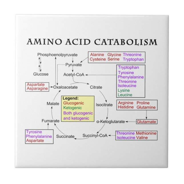 Carreau En Céramique Diagramme de catabolisme d'acide aminé (Devant)