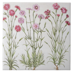 Carreau En Céramique Diverses variétés d'oeillets, du 'Hortus Ey