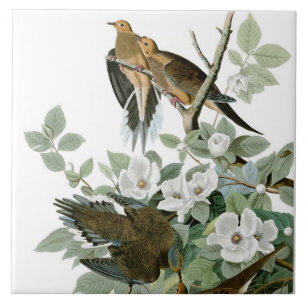 Carreau En Céramique Dove en deuil, John James Audubon