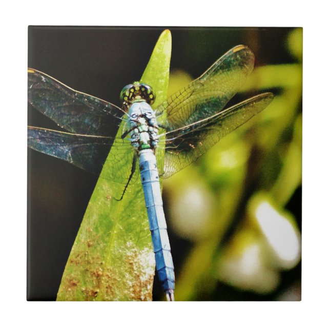 Carreau En Céramique Dragonfly bleu clair (Devant)