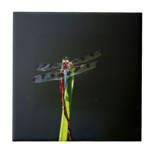 Carreau En Céramique Dragonfly bleu et noir sur gazon vert et rouge