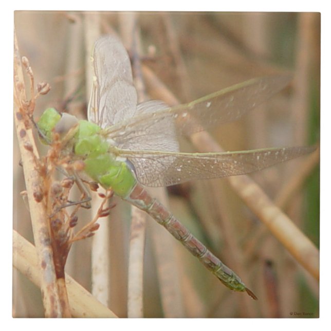 Carreau En Céramique Dragonfly vert I1 (Devant)