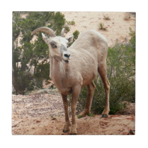 Carreau En Céramique Drôle Mouton de Bighorn dans le parc national Zion
