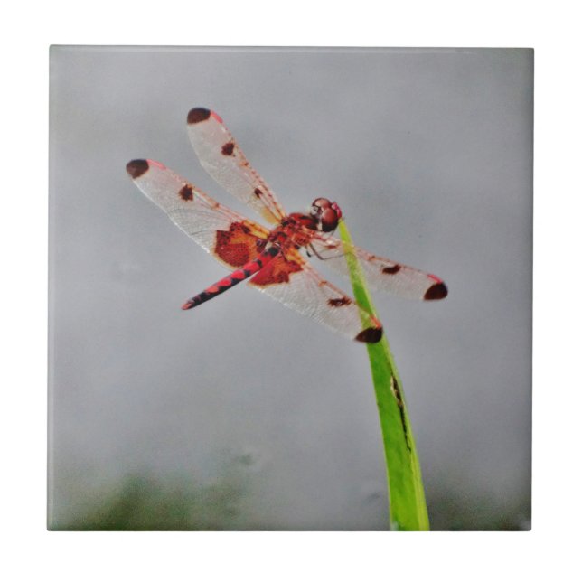 CARREAU EN CÉRAMIQUE DSC00029.JPG (Devant)