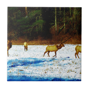 CARREAU EN CÉRAMIQUE DSC00131.JPG