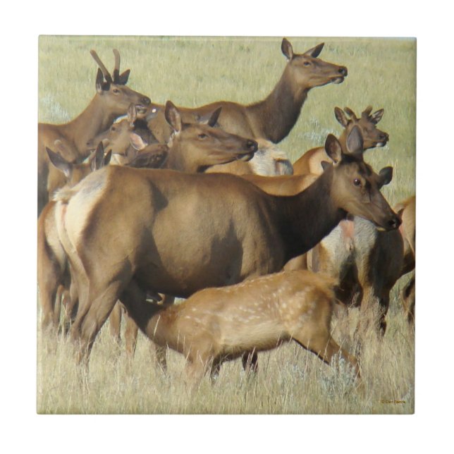Carreau En Céramique E7 Vache nourrissant Elk de veau (Devant)