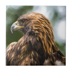 Carreau En Céramique Eagle d'or (chrysaetos d'Aquila) - Utah