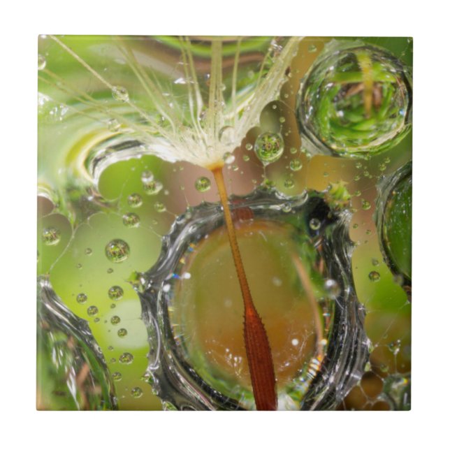 Carreau En Céramique Eau sur les graines de dandelion, CA (Devant)