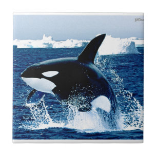 Carreau En Céramique Éclaboussure de baleine