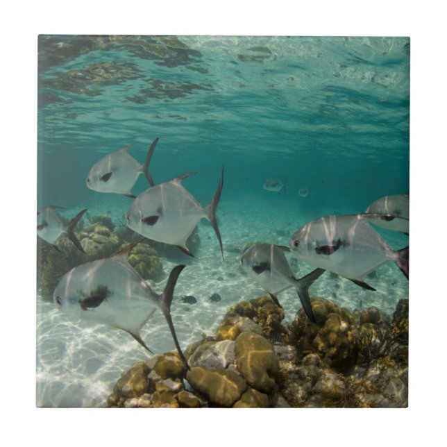 Carreau En Céramique École de permis de pêche (Devant)