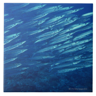 Carreau En Céramique École des poissons 11