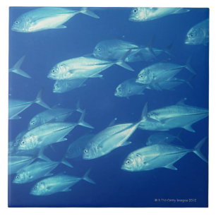 Carreau En Céramique École des poissons 4