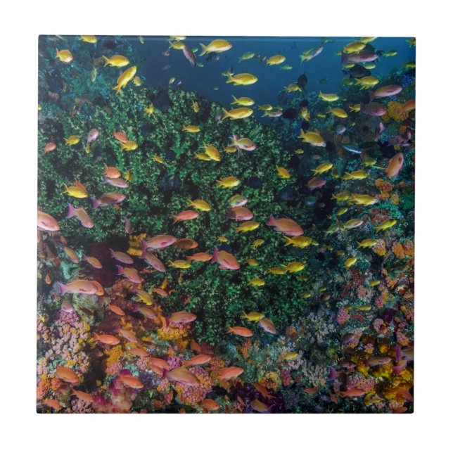 Carreau En Céramique Écoles de poissons nagent dans les récifs (Devant)