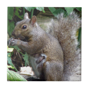 Carreau En Céramique Écureuil