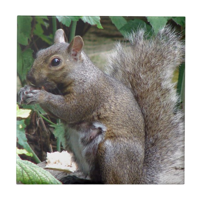 Carreau En Céramique Écureuil (Devant)
