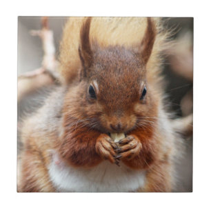 Carreau En Céramique Écureuil rouge