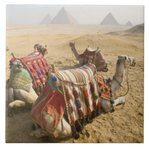 Carreau En Céramique Égypte, Le Caire. Chameaux au repos