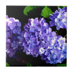 Carreau En Céramique Elégante perruche violette hydrangée florale