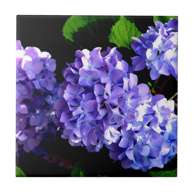 Carreau En Céramique Elégante perruche violette hydrangée florale (Devant)