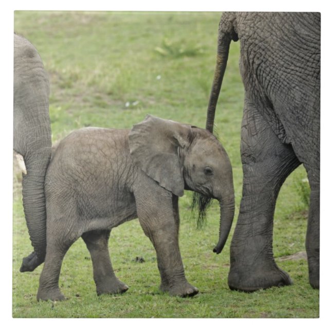 Carreau En Céramique Eléphant africain avec bébé (Devant)