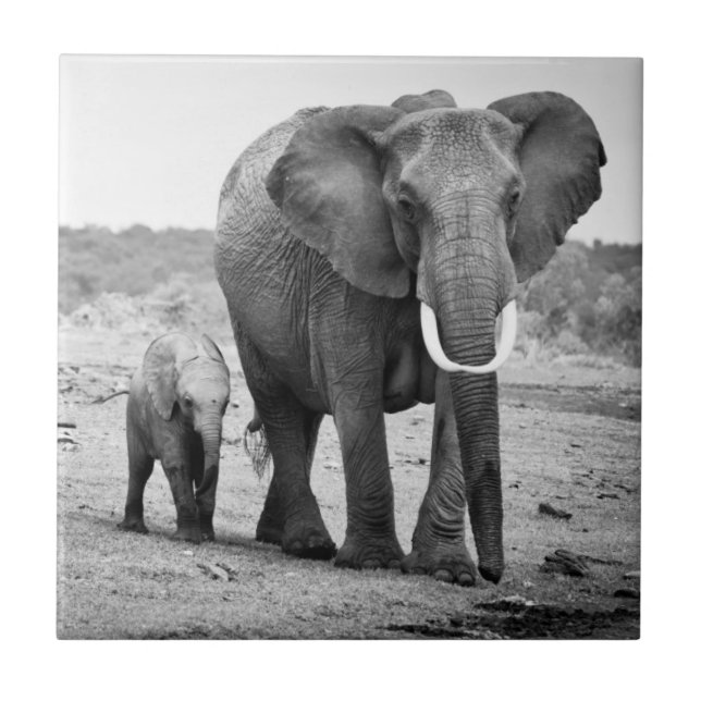 Carreau En Céramique Éléphant africain et veaux | Kenya, Afrique (Devant)