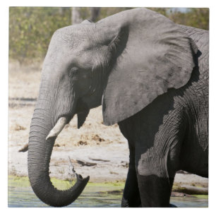 Carreau En Céramique Elephant (Loxodonta africana), Savute Channel