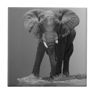 CARREAU EN CÉRAMIQUE ÉLÉPHANT SUR LE GRADIENT