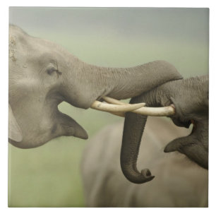 Carreau En Céramique Éléphants asiatiques indiens jouent à la lutte