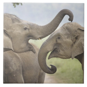 Carreau En Céramique Éléphants asiatiques indiens s'amusent à se battre