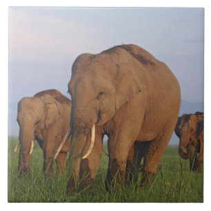 Carreau En Céramique Éléphants indiens dans la prairie
