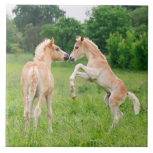 Carreau En Céramique Élevage mignon de poulains de chevaux de Haflinge