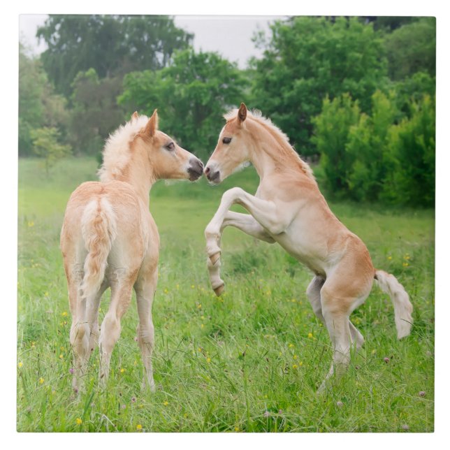Carreau En Céramique Élevage mignon de poulains de chevaux de Haflinger (Devant)