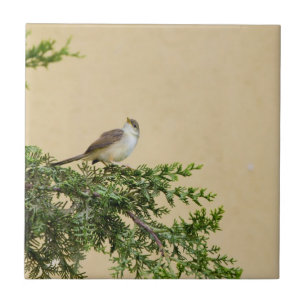 Carreau En Céramique Épervier