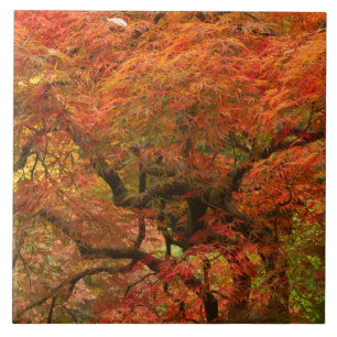 Carreau En Céramique Érable japonais en couleur d'automne