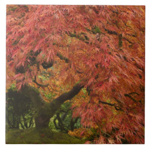 Carreau En Céramique Érable japonais en couleur d'automne