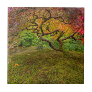 Carreau En Céramique Érable japonais en couleur d'automne