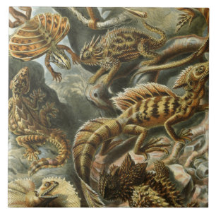 Carreau En Céramique Ernst Haeckel, ancienne illustration de mode Lacer