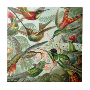 Carreau En Céramique Ernst Haeckel Art Imprimer : Trochilidae