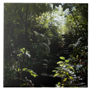 Carreau En Céramique Escalier/sentier piéton rustiques dans la forêt,