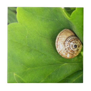 Carreau En Céramique escargot