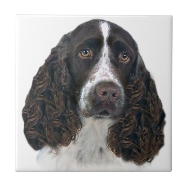 Carreau En Céramique Espagnol spaniel anglais Portrait Titres (Devant)