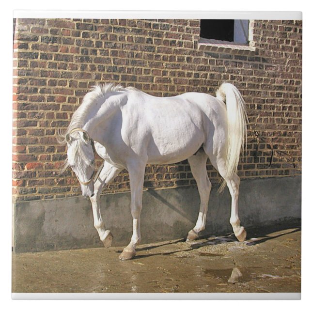 Carreau En Céramique Étalon Arabe blanc (Devant)