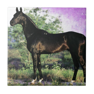 Carreau En Céramique étalon d'Akhal-teke