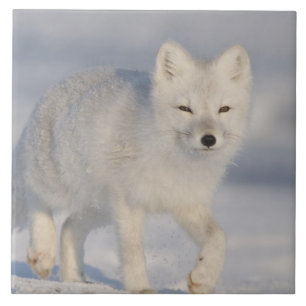 Carreau En Céramique États-Unis, Alaska, 1002 Plaine côtière de l'ANWR.