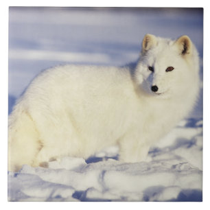 Carreau En Céramique États-Unis, Alaska. Renard arctique en pelage d'hi