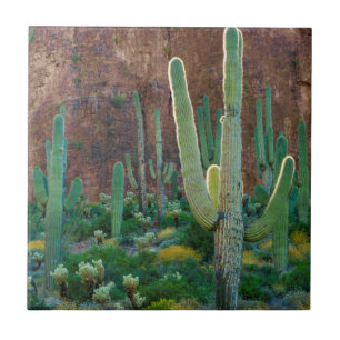 Carreau En Céramique États-Unis, Arizona. Champ de cactus saguaro au pi