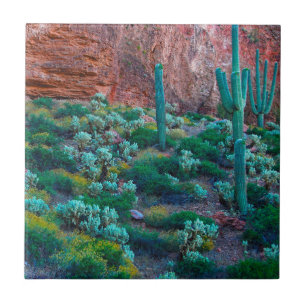 Carreau En Céramique États-Unis, Arizona. Flore du désert