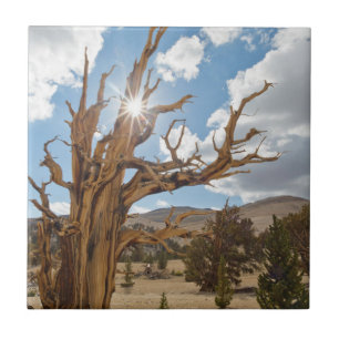 Carreau En Céramique États-Unis, Californie, Forêt nationale d'Inyo 6