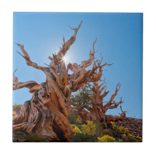 Carreau En Céramique États-Unis, Californie, Inyo National Forest 10