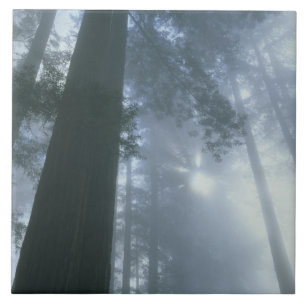 Carreau En Céramique États-Unis, Californie, Parc national de Redwood,